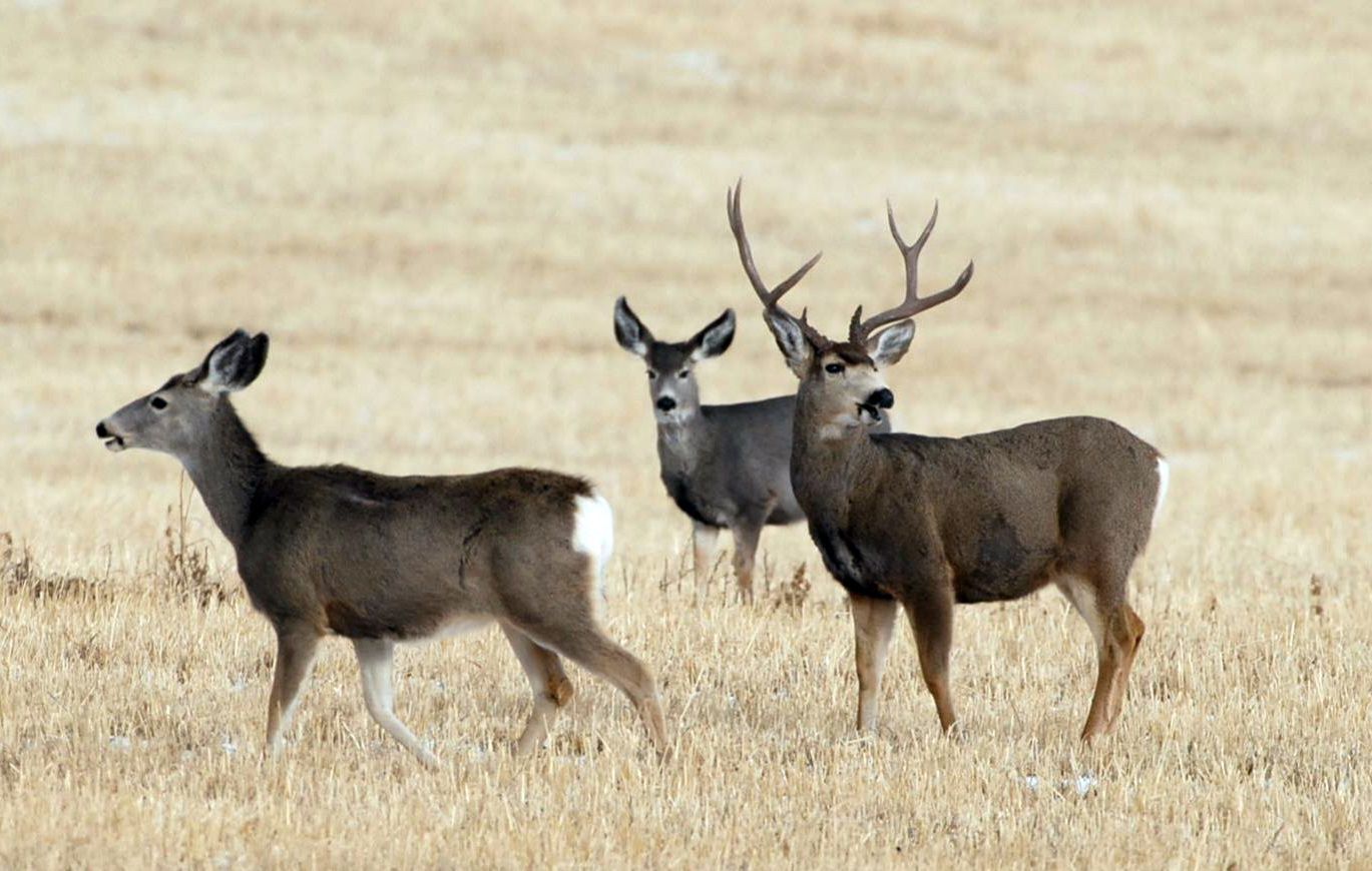 Mule deer cwd
